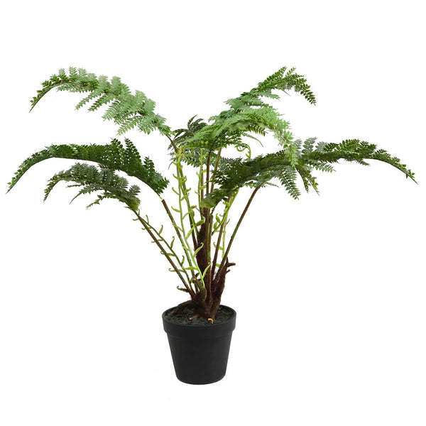 Potted Fern