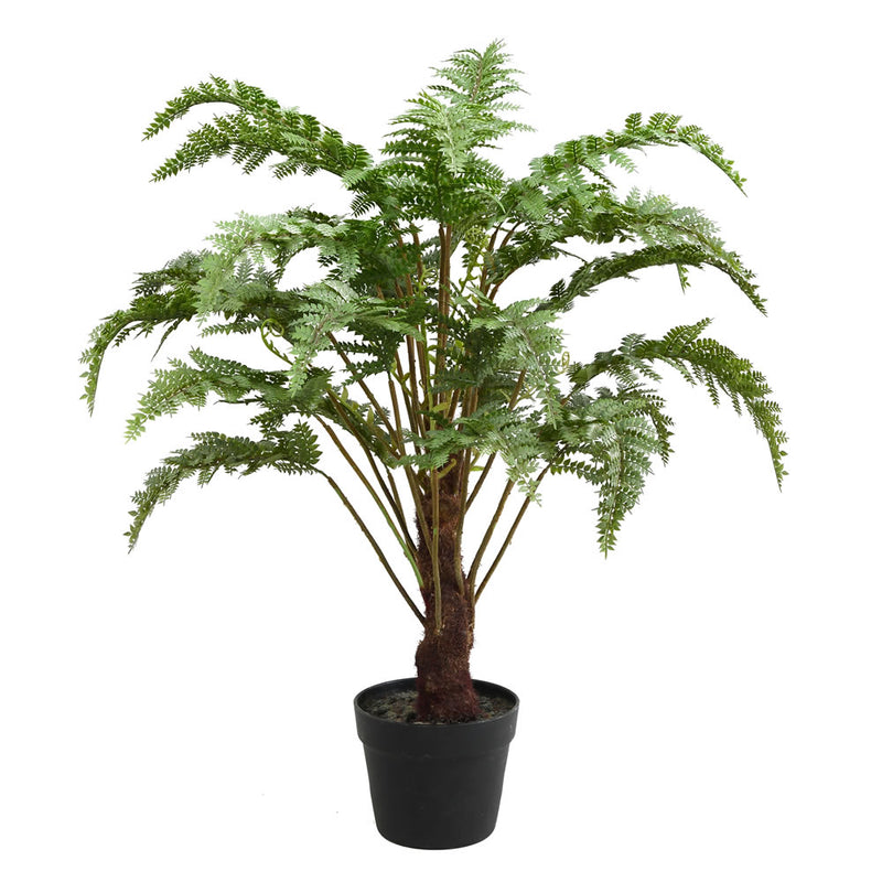 Potted Fern