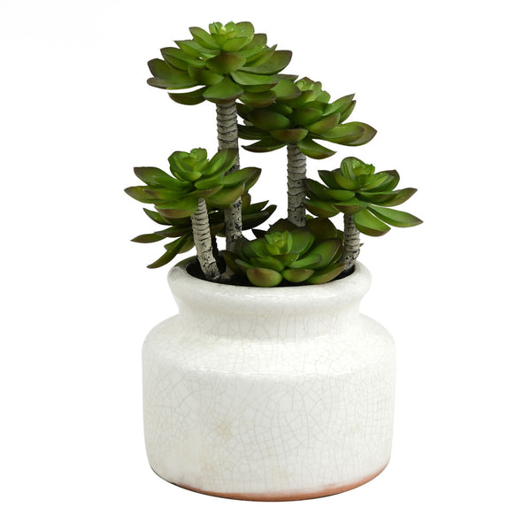 11" Green Succulent in Round Ceramic Pot