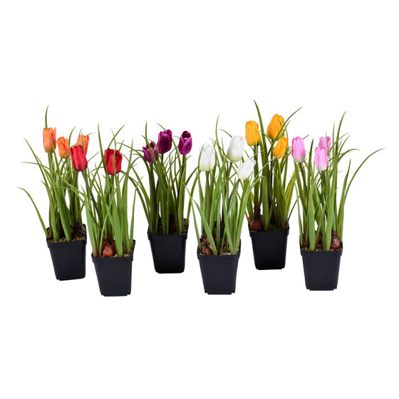 10" Potted Tulip Assortment 6/set