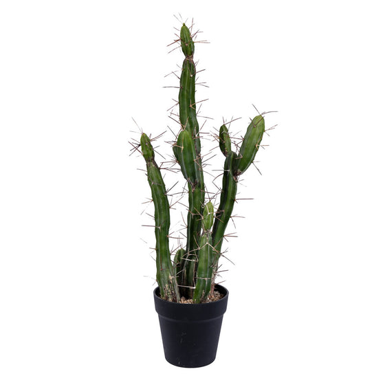 Potted Cactus