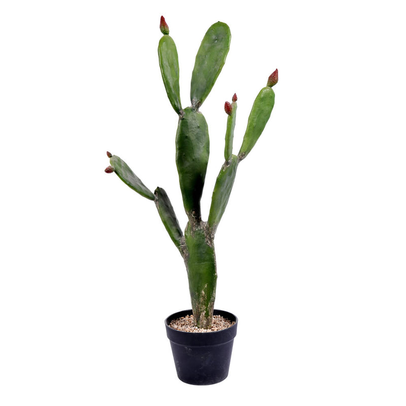 Potted Cactus