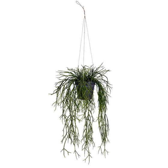 22" Green Dancing Bones Plant in Hanger