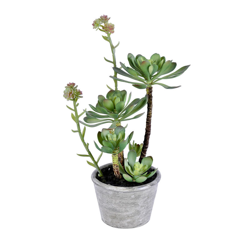 13.5" Green Potted Succulent