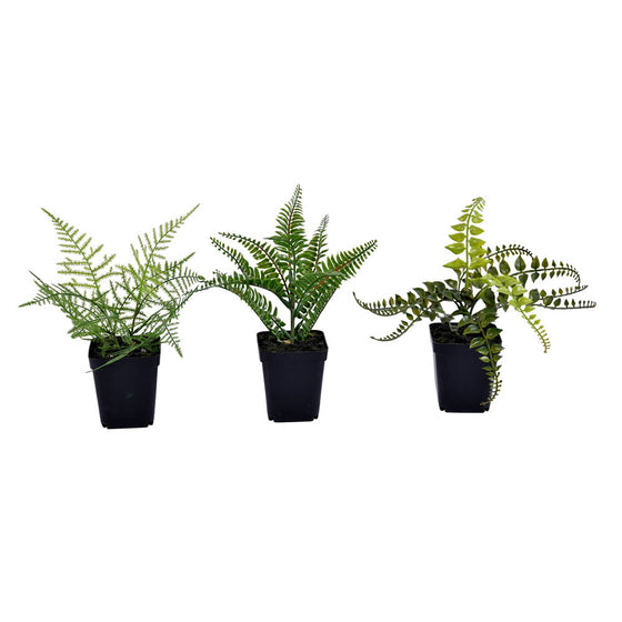 10" Green Potted Fern Assortment Set/3