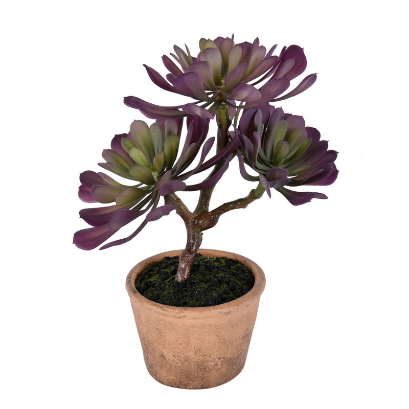 12" Purple/Green Succulent in Paper Pot