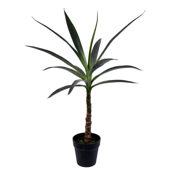 Potted Yucca Tree