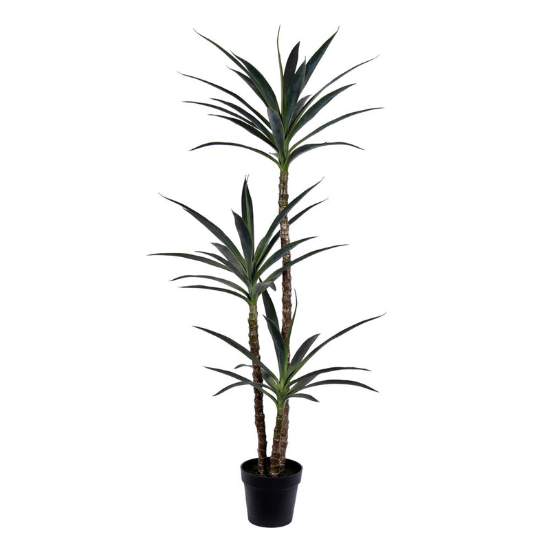 Potted Yucca Tree