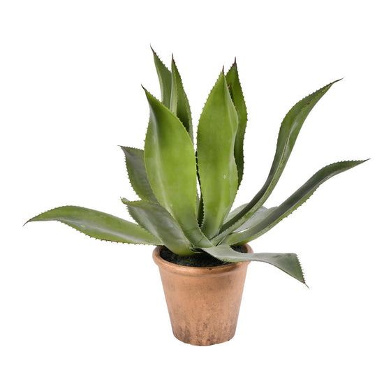 20" Green Potted Agave