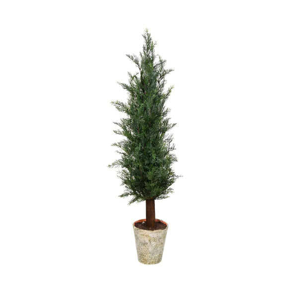 Potted Cedar Tree