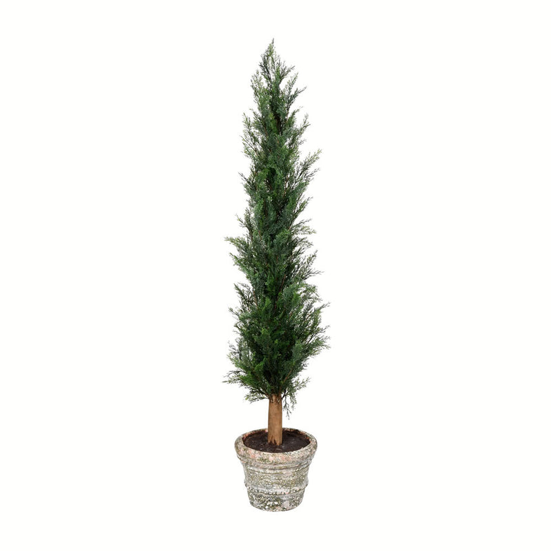 Potted Cedar Tree