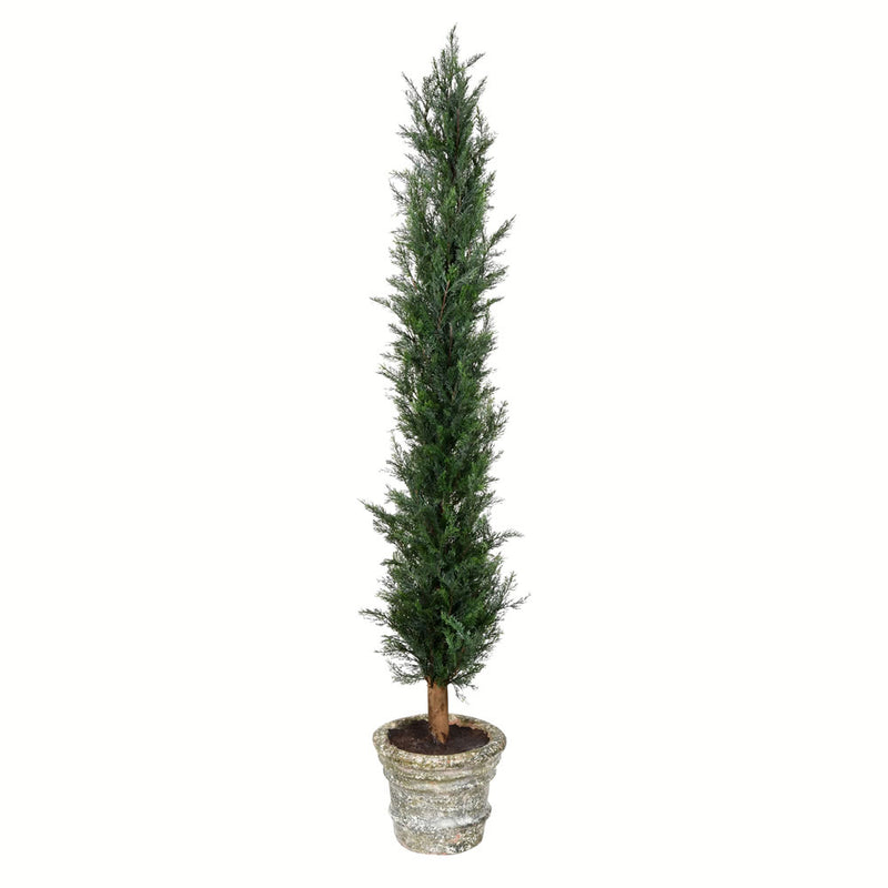 Potted Cedar Tree