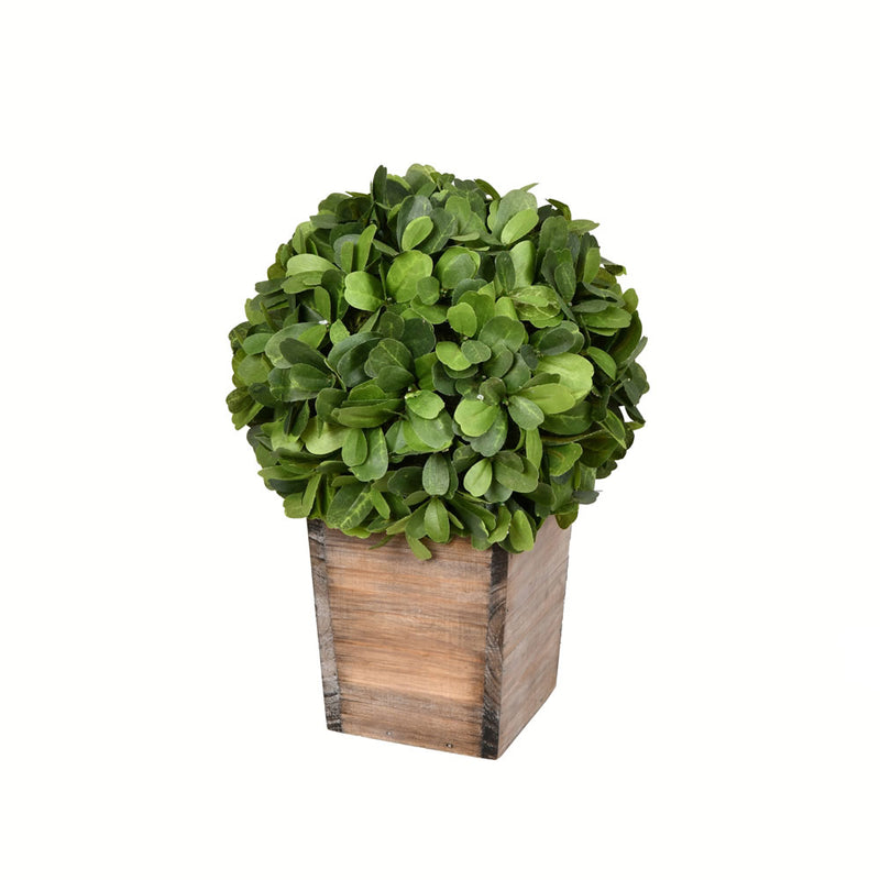 Potted Boxwood Ball