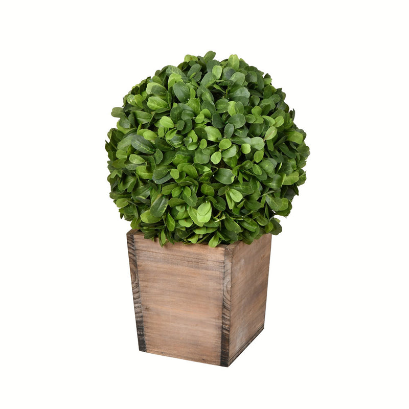 Potted Boxwood Ball