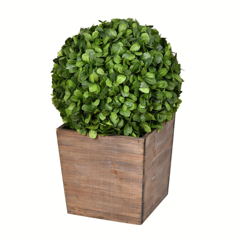 Potted Boxwood Ball