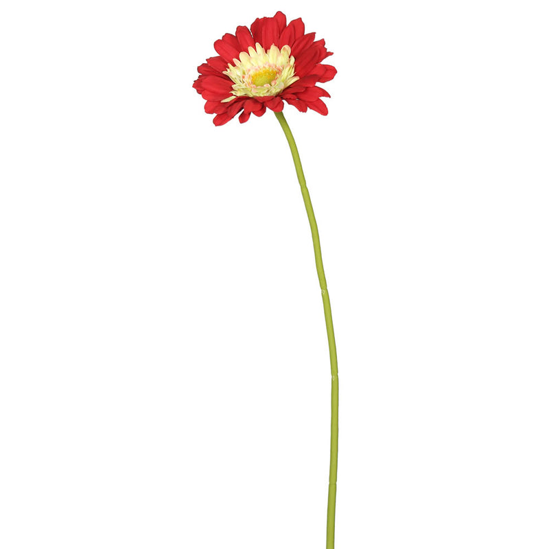 Gerbera Daisy Stems