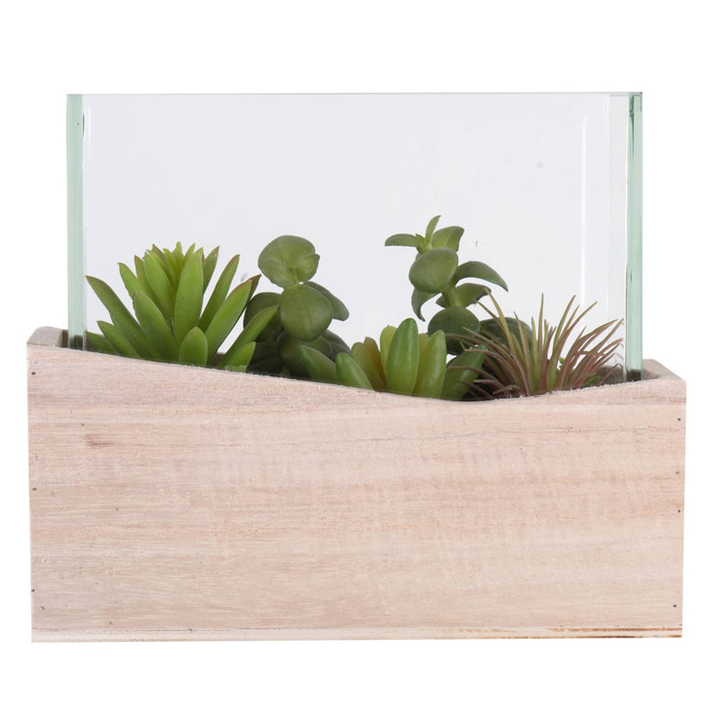 7Lx3.5Wx6H" Asst Succulents in Glass