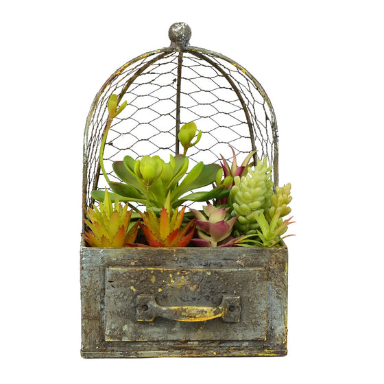 6Lx6Wx10H" Asst Succulents in Metal Cage