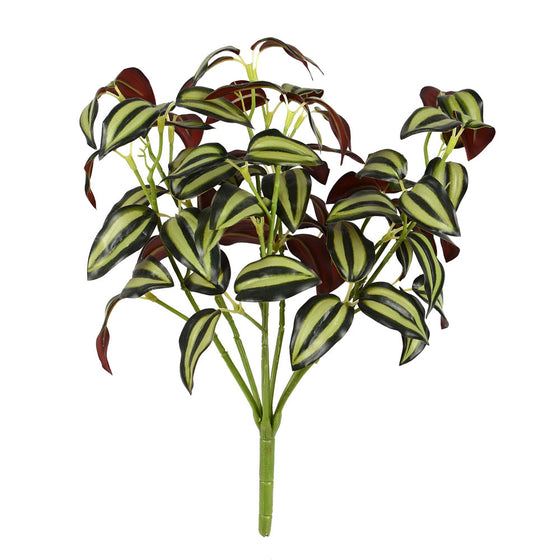 Wandering Jew Bush