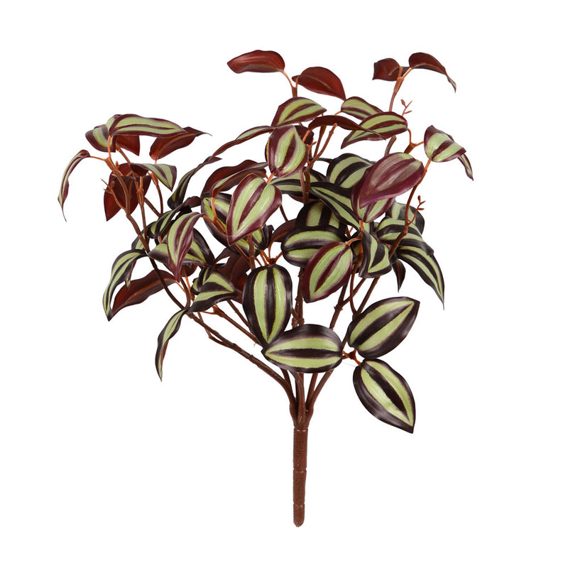 Wandering Jew Bush