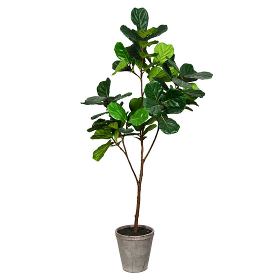 Potted Fiddle Tree