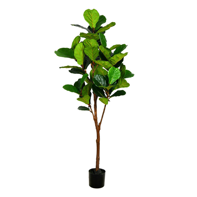 Potted Fiddle Tree