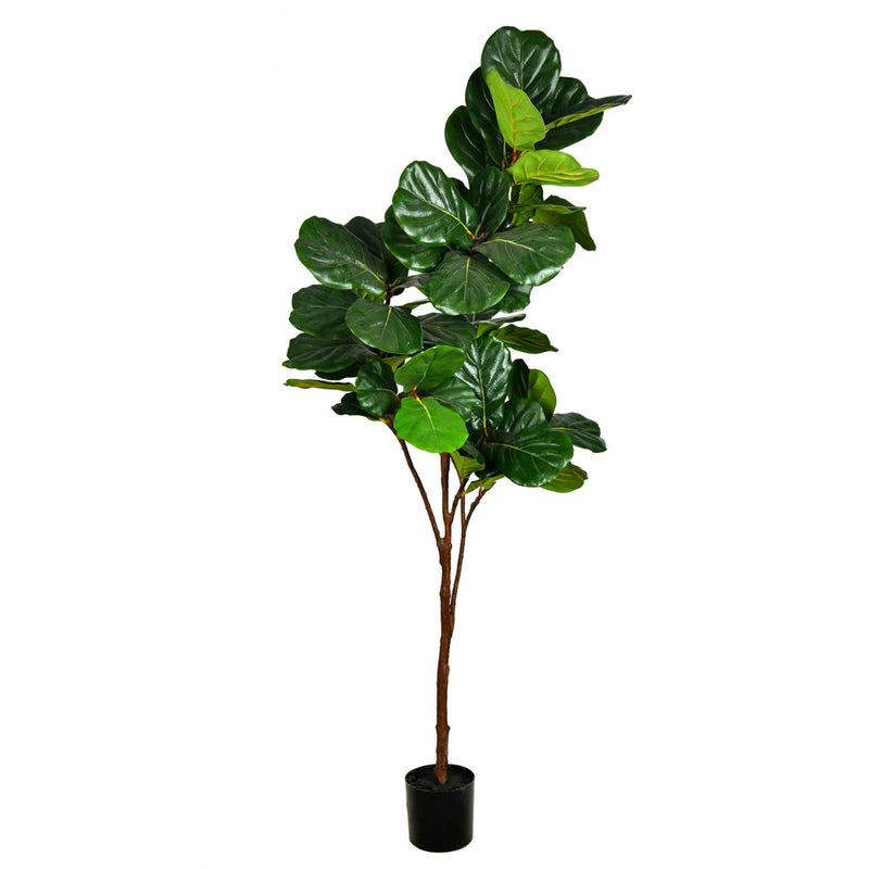 Potted Fiddle Tree