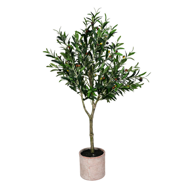 Potted Olive Tree