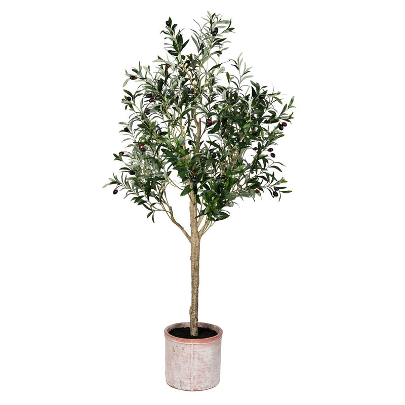 Potted Olive Tree