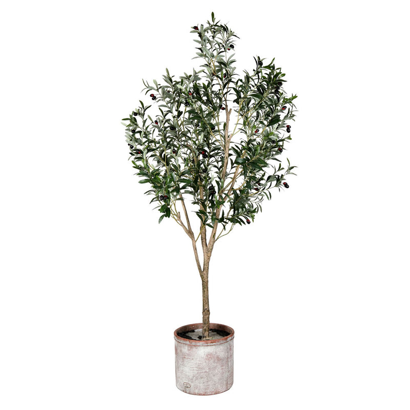 Potted Olive Tree