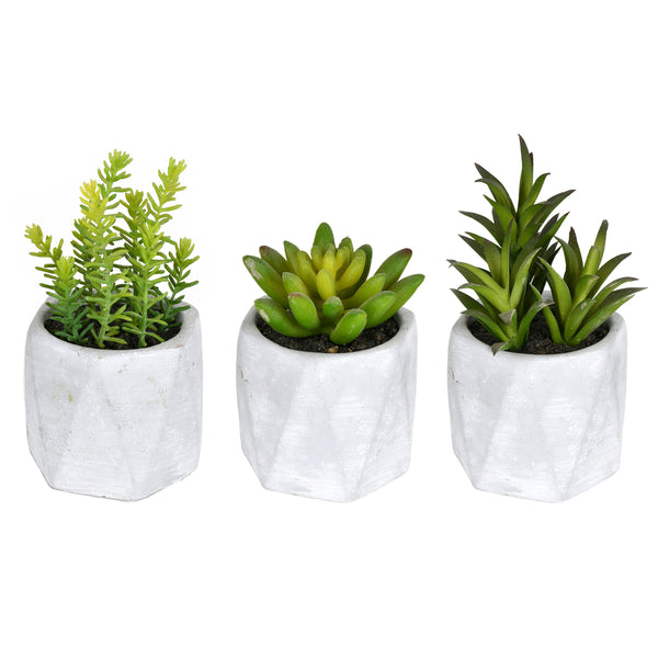 6"  Potted Succulent (Set/3 Asst)