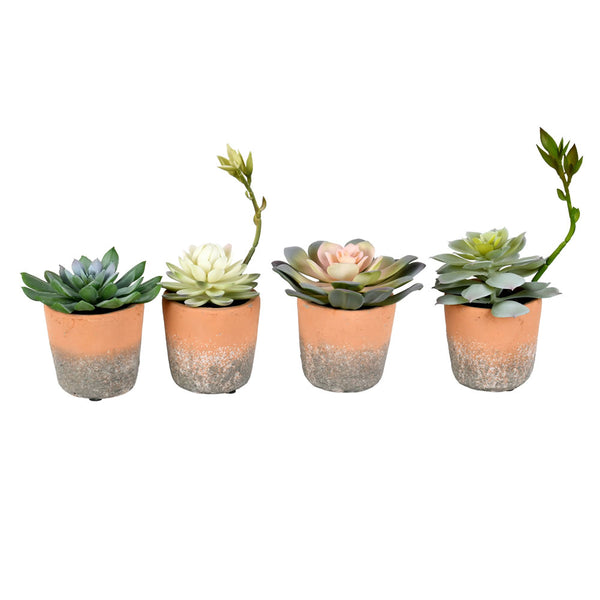 7" Green Succulents in Pot (St/4 Asst)