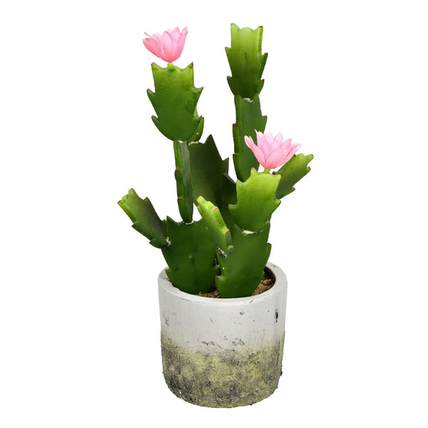 Potted Cactus