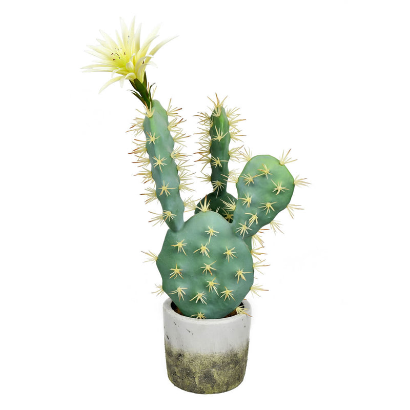 Potted Cactus