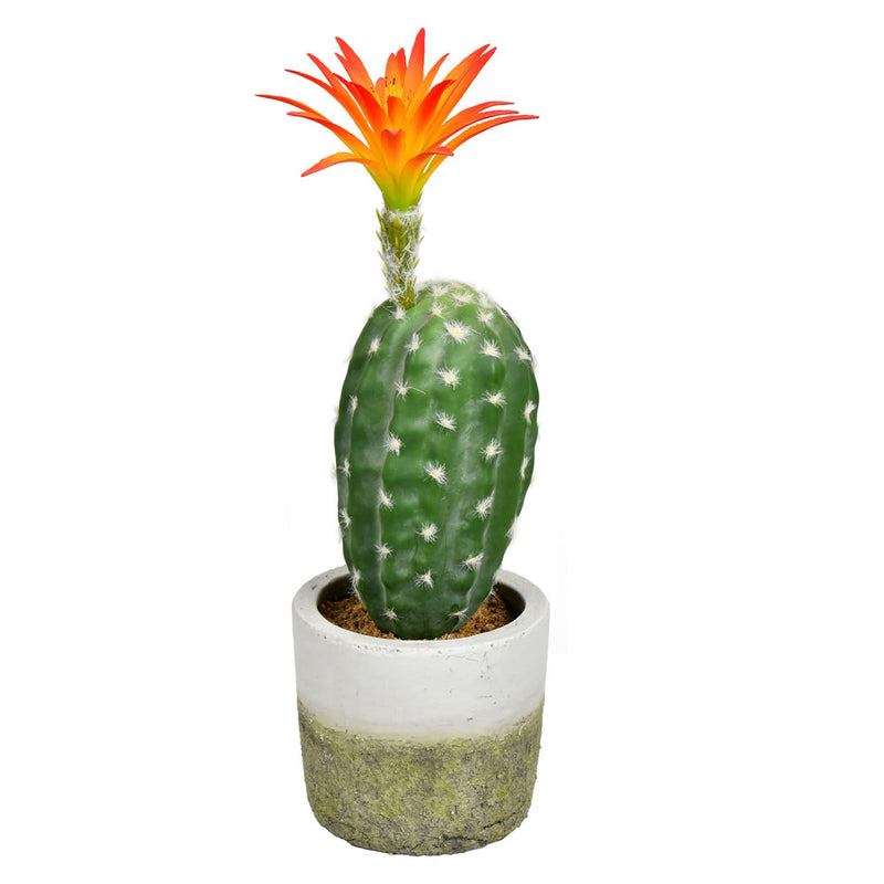 Potted Cactus