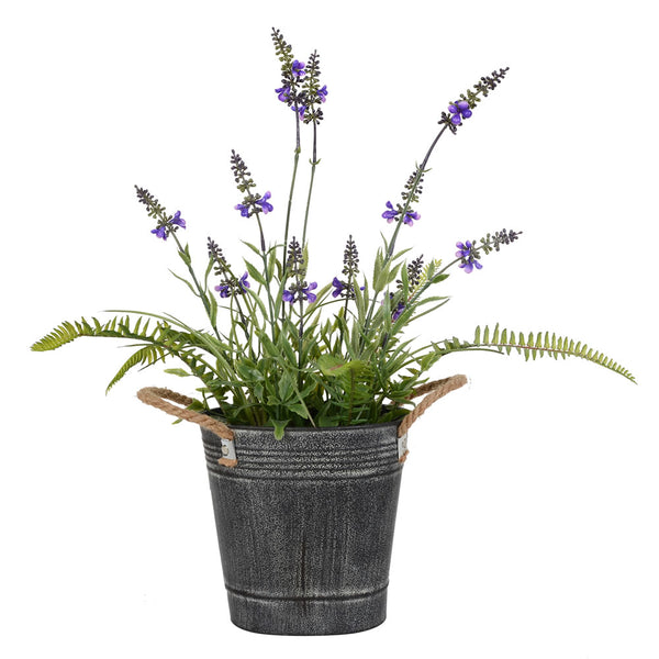 Potted Lavender