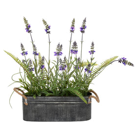 Potted Lavender