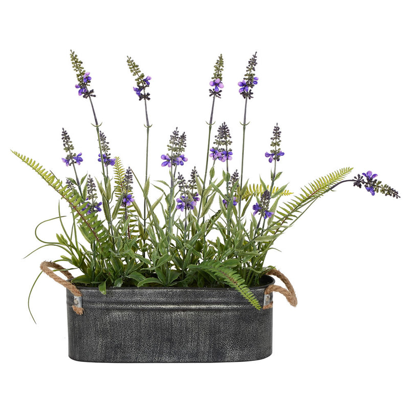 Potted Lavender