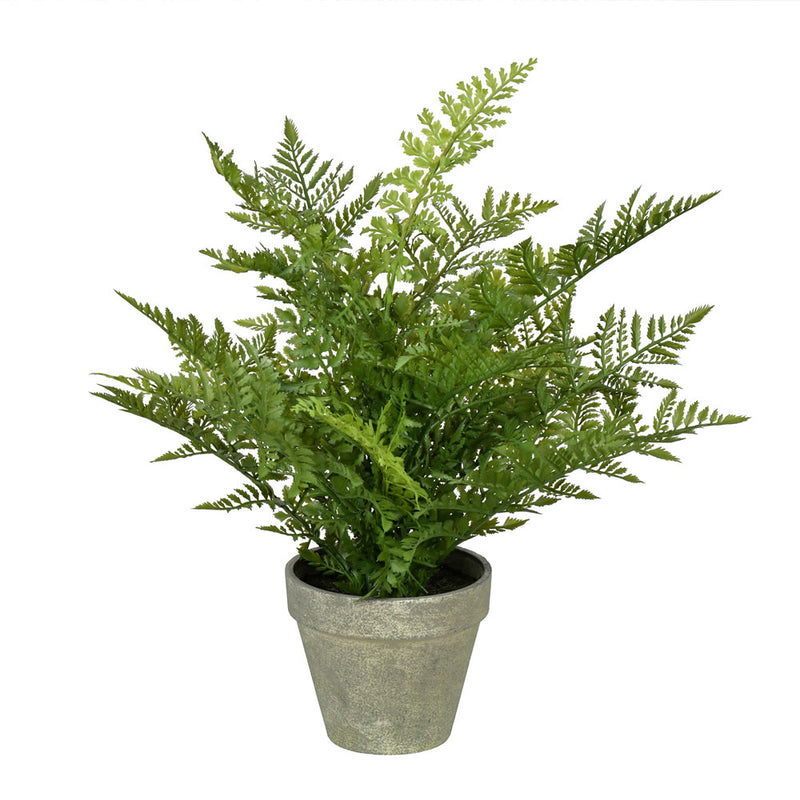 19" Green Fern In Pot