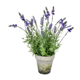 Lavender in Cement Pot