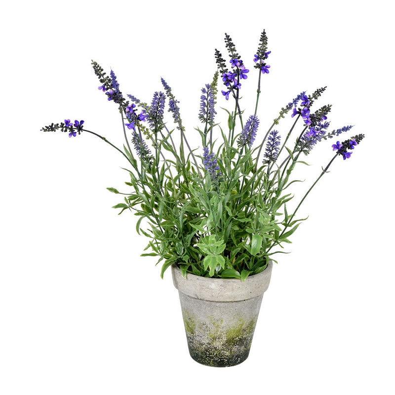 Lavender in Cement Pot