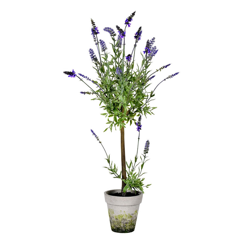 Lavender in Cement Pot