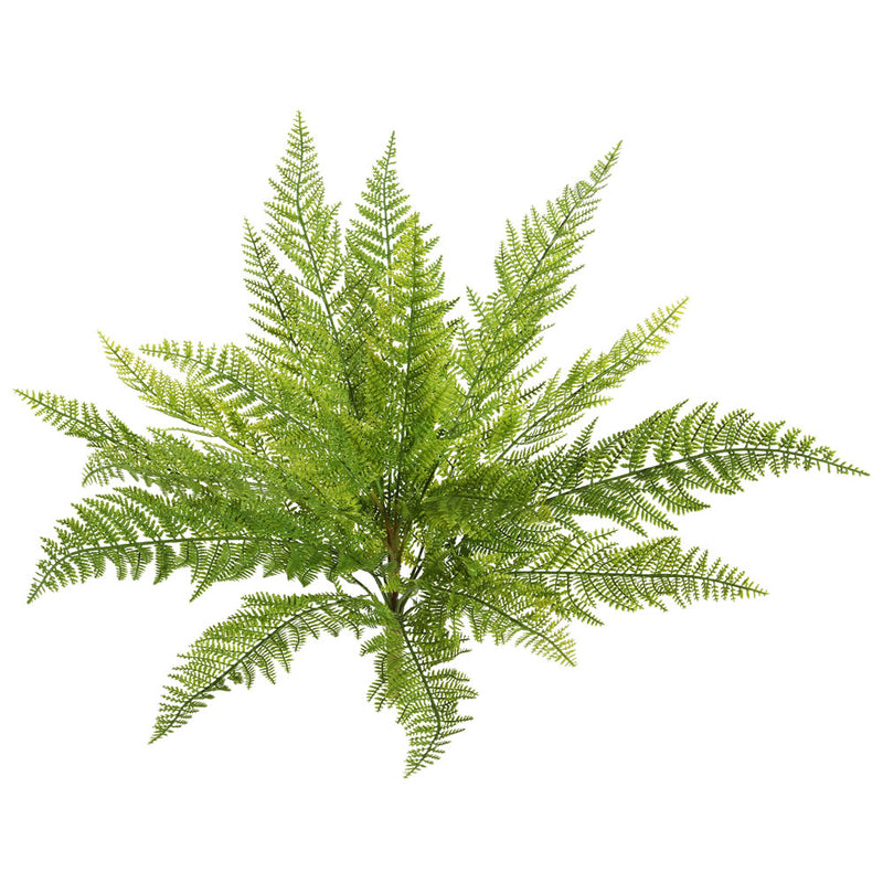 Lace Fern Bush