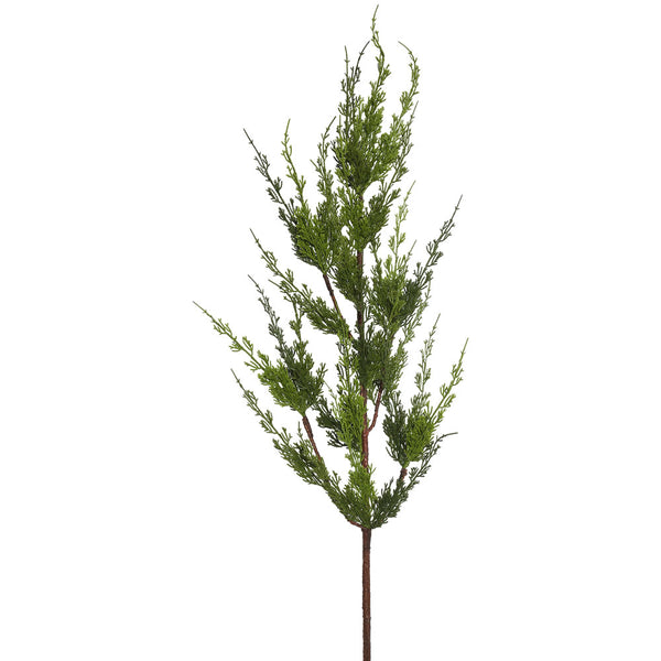 Monterey Cypress Spray