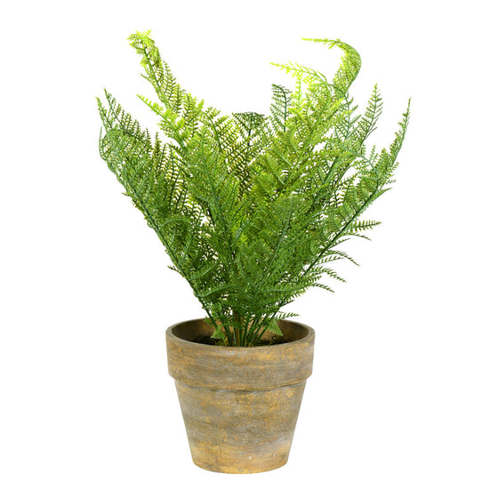 19" Green Lace Fern Bush in Container