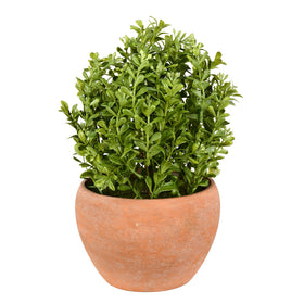 Boxwood Bush