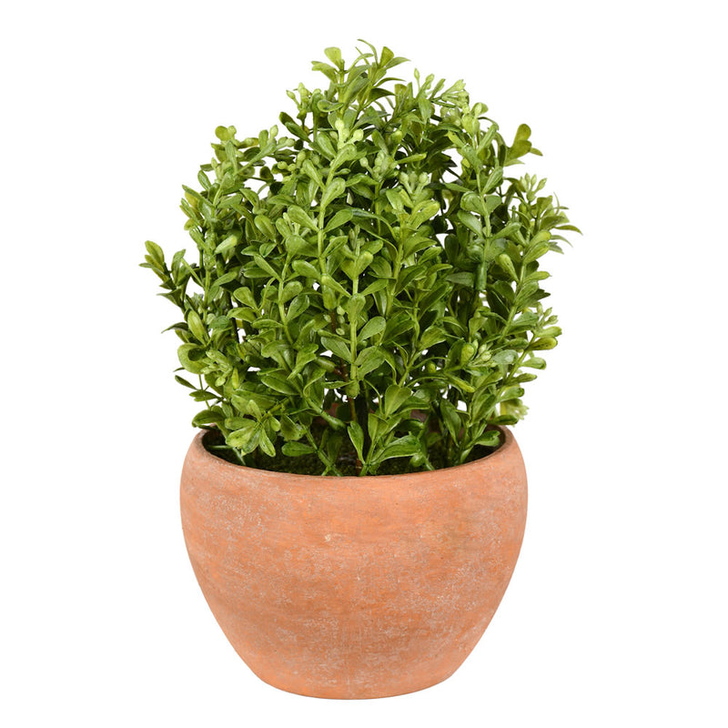 Boxwood Bush