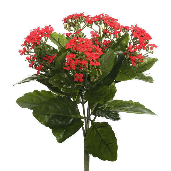 Kalanchoe