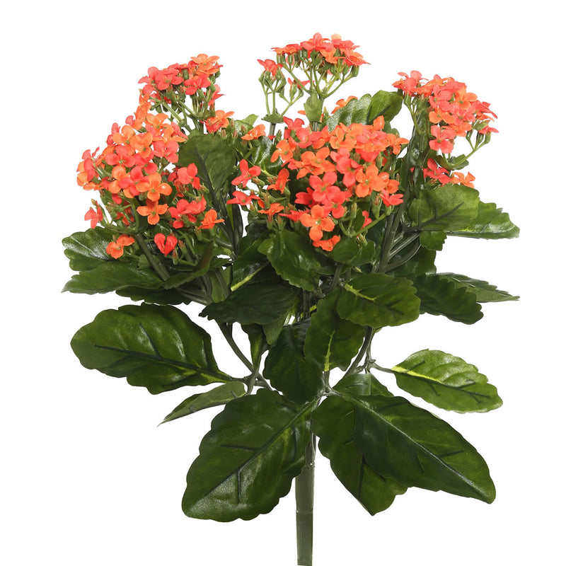 Kalanchoe