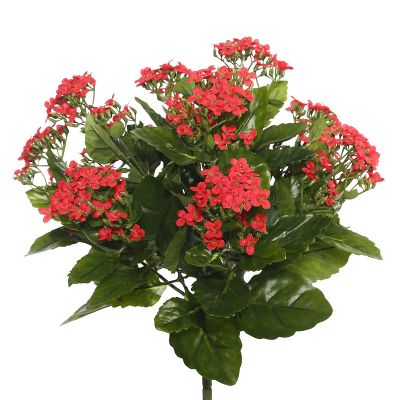 Kalanchoe